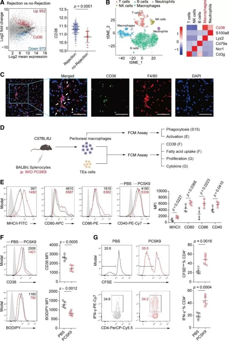 Figure 6. PCSK9 influences CD36 expression and macrophage function.